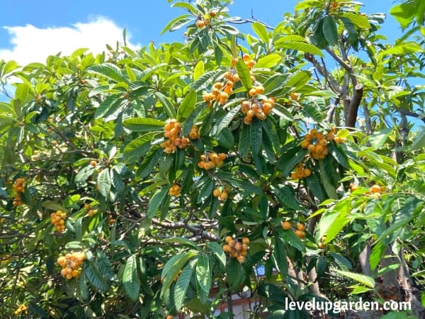 Loquat 'Japanese Plum' Tree (Eriobotrya japonica)