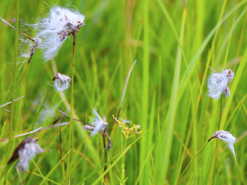 Cotton Grass (Eriophorum angustifolium)