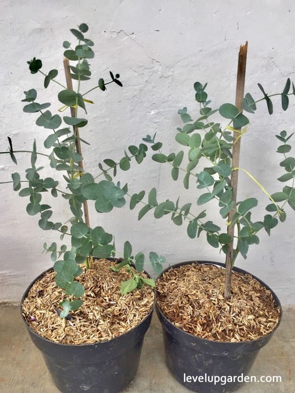 The Complete Guide to Eucalyptus Plant (Eucalyptus cinerea)