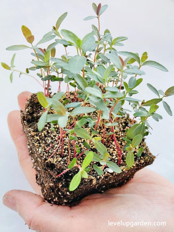 Eucalyptus Plant (Eucalyptus cinerea)