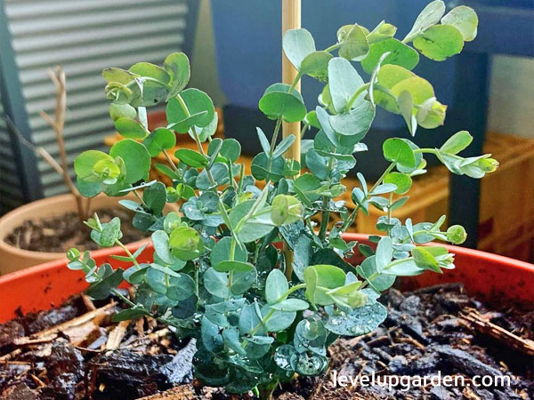 Eucalyptus Plant (Eucalyptus cinerea)