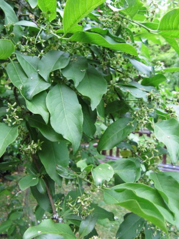 European Spindle Tree (Euonymus europaeus)