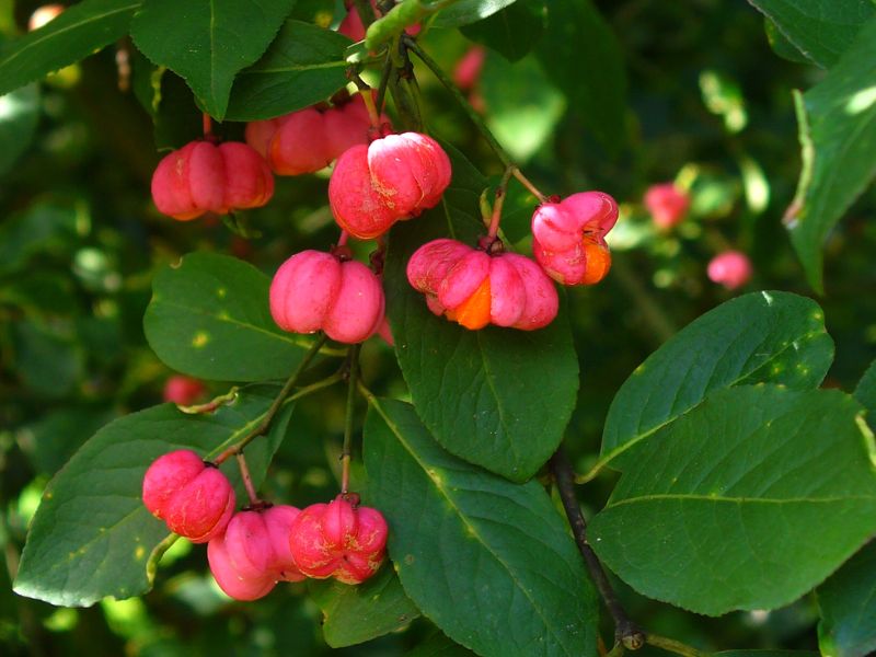 European Spindle Tree (Euonymus europaeus)