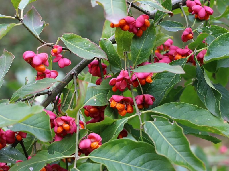 European Spindle Tree (Euonymus europaeus)