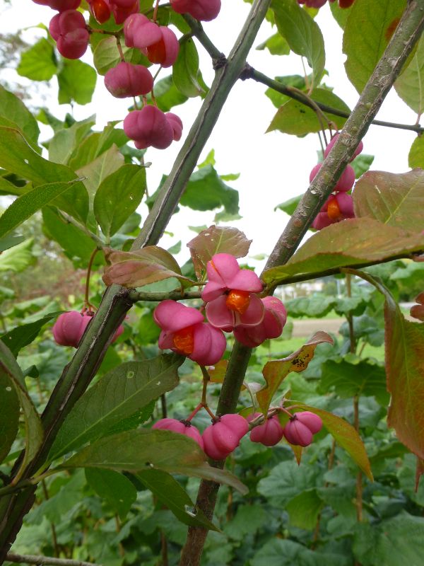 European Spindle Tree (Euonymus europaeus)