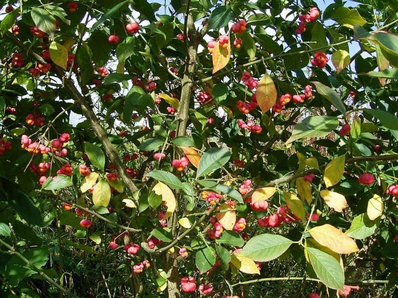 European Spindle Tree (Euonymus europaeus)