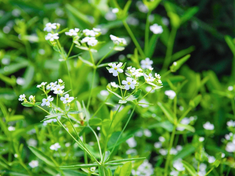 Flowering Spurge (Euphorbia corollata)