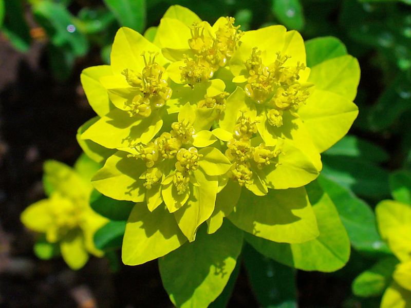 Cushion Spurge (Euphorbia epithymoides)