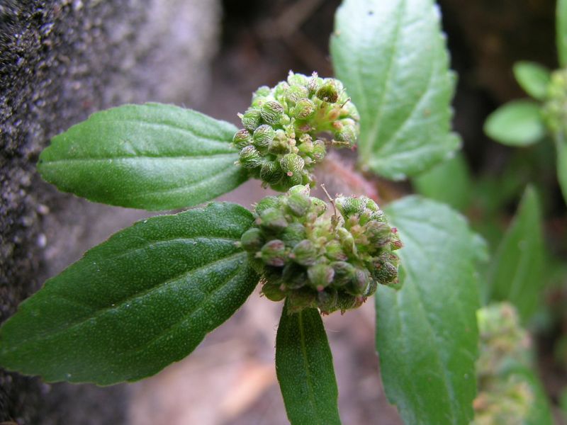 Asthma Plant (Euphorbia hirta)