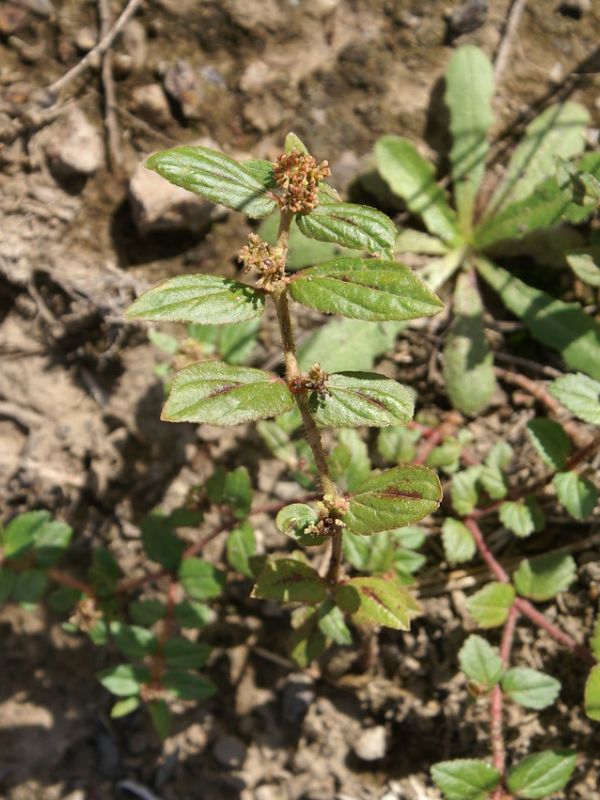 Asthma Plant (Euphorbia hirta)