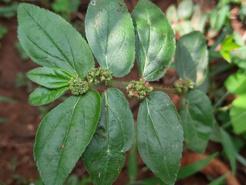 Asthma Plant (Euphorbia hirta)