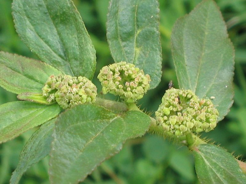 Asthma Plant (Euphorbia hirta)