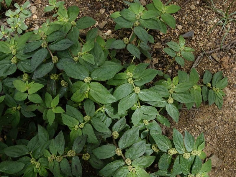 Asthma Plant (Euphorbia hirta)