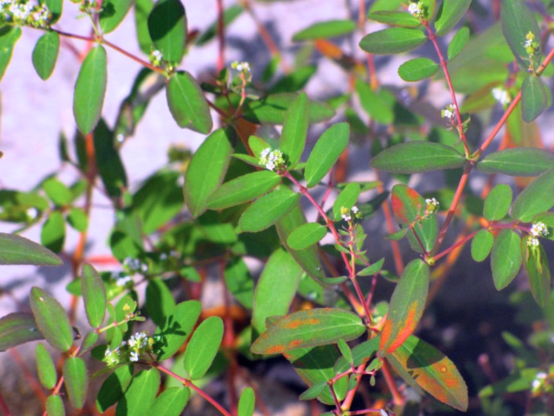 Graceful Spurge (Euphorbia hypericifolia)