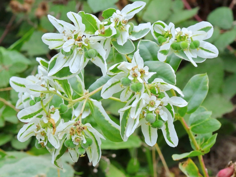 Snow On The Mountain (Euphorbia marginata)