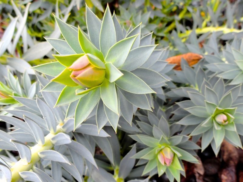 Upright Myrtle Spurge (Euphorbia rigida)