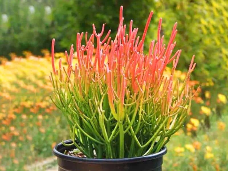 Pencil Cactus (Euphorbia tirucalli)