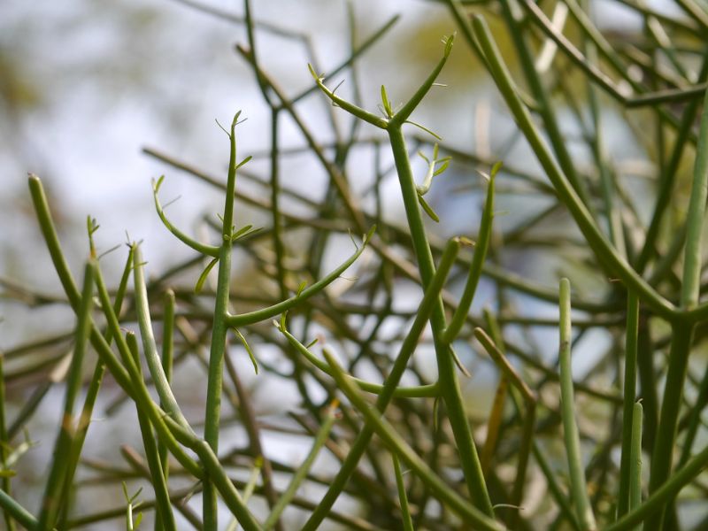 Pencil Cactus (Euphorbia tirucalli)