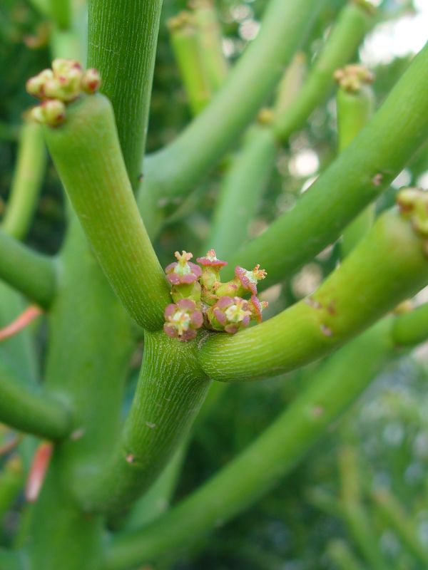 Pencil Cactus (Euphorbia tirucalli)