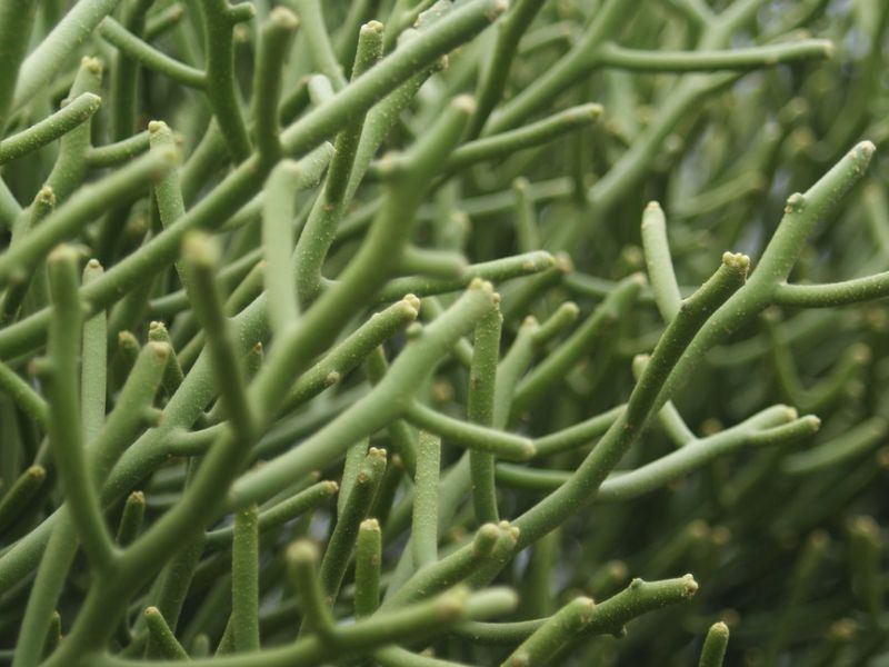 Pencil Cactus (Euphorbia tirucalli)