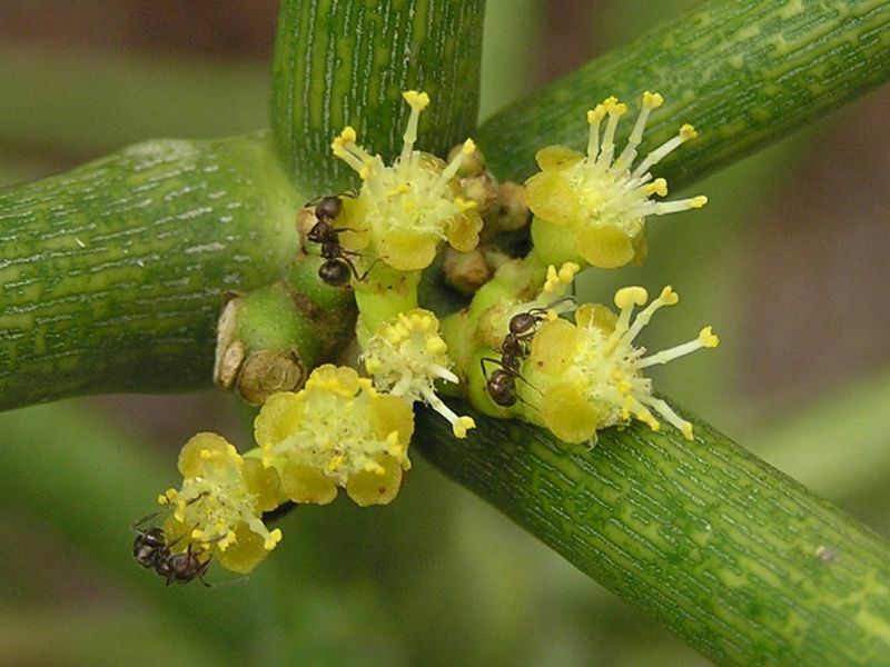 Pencil Cactus (Euphorbia tirucalli)