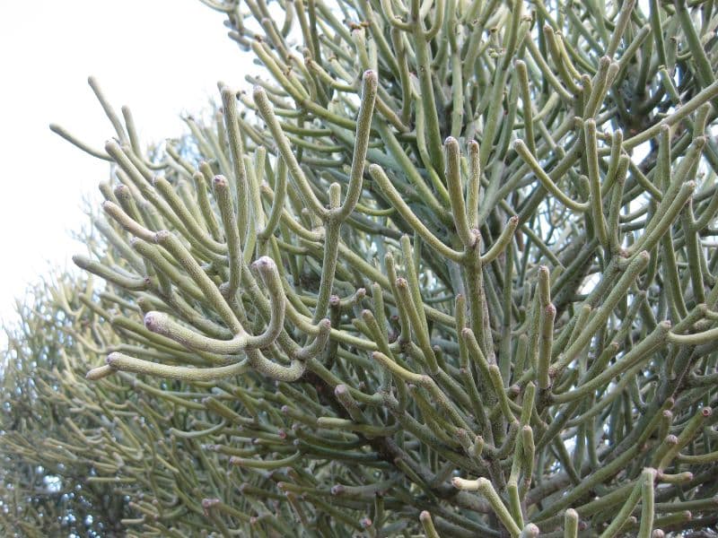 Pencil Cactus (Euphorbia tirucalli)