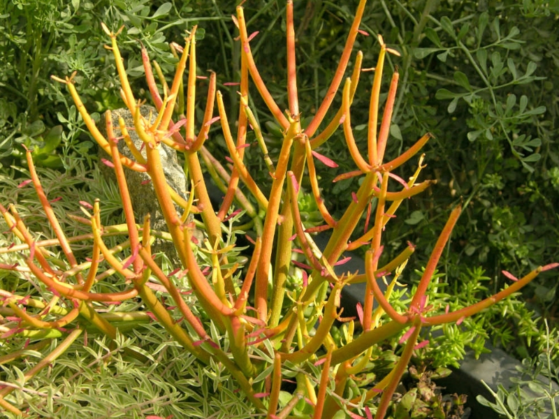 Pencil Cactus (Euphorbia tirucalli)