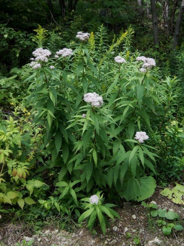 Sweet Joe Pye Weed (Eutrochium purpureum) 1 Sweet Joe Pye Weed (Eutrochium purpureum)