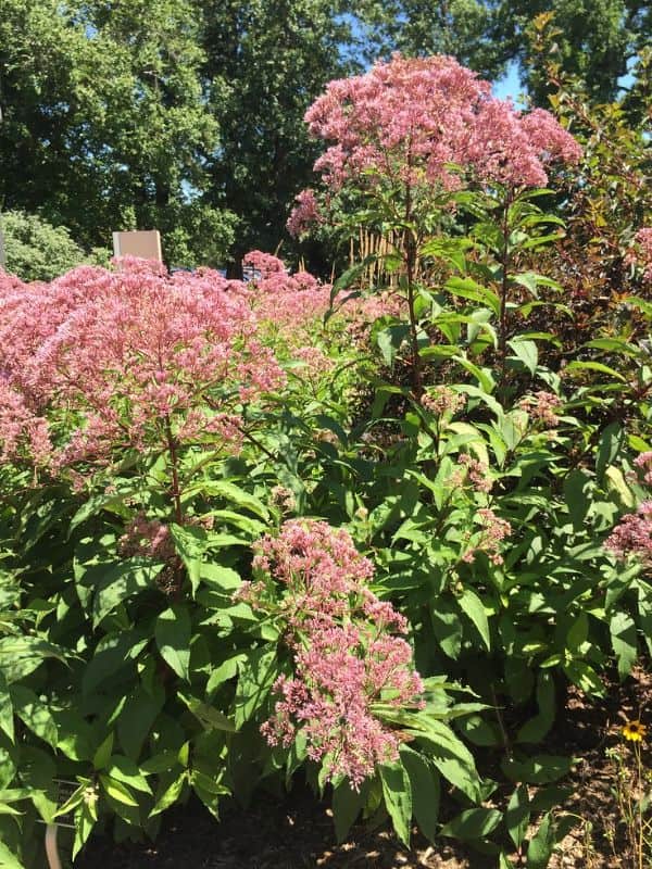 Sweet Joe Pye Weed (Eutrochium purpureum) 5 Sweet Joe Pye Weed (Eutrochium purpureum)