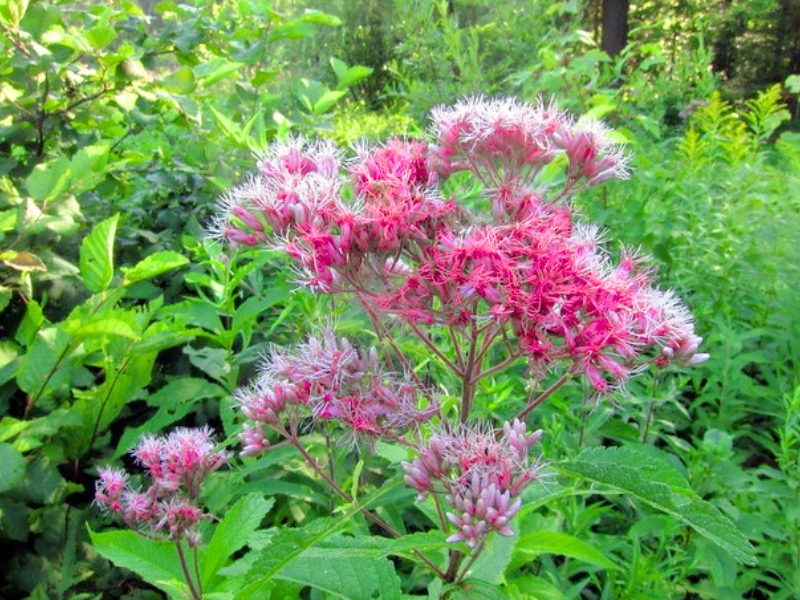 Sweet Joe Pye Weed (Eutrochium purpureum)