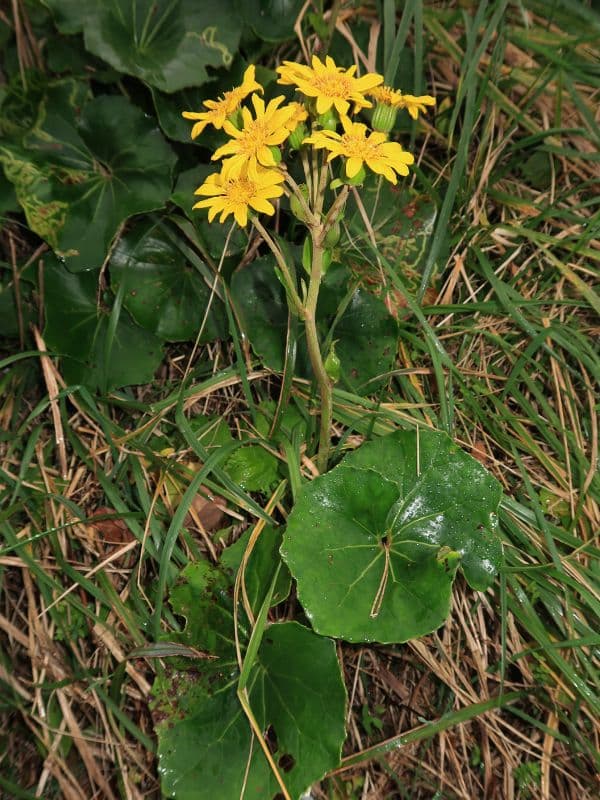 Leopard Plant (Farfugium japonicum)