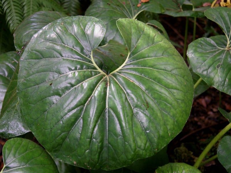 Leopard Plant (Farfugium japonicum)