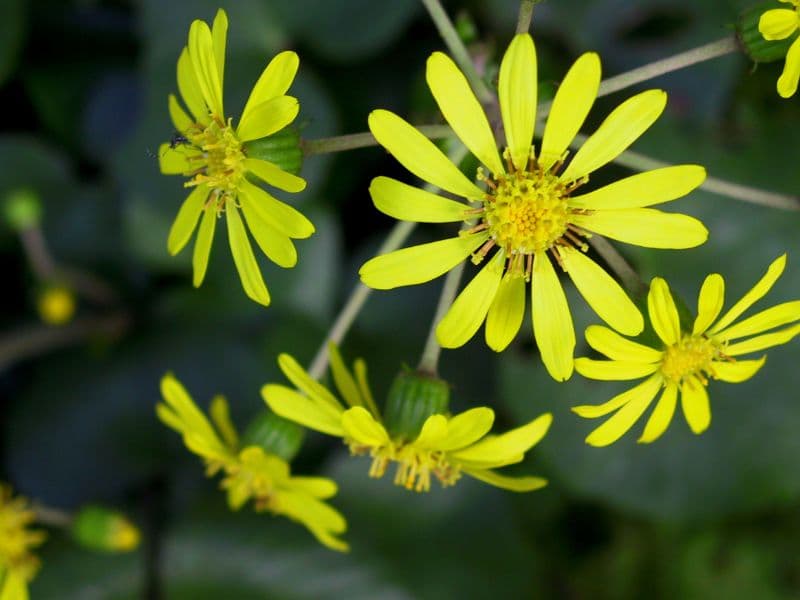 Leopard Plant (Farfugium japonicum)