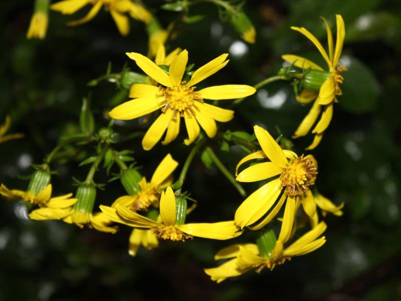 Leopard Plant (Farfugium japonicum)