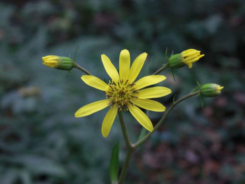 Leopard Plant (Farfugium japonicum)