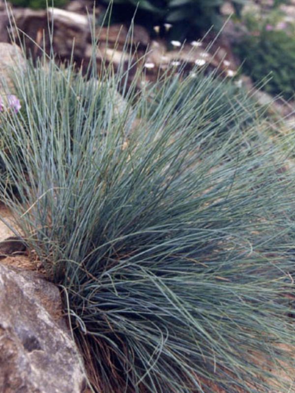 Blue Fescue (Festuca glauca)