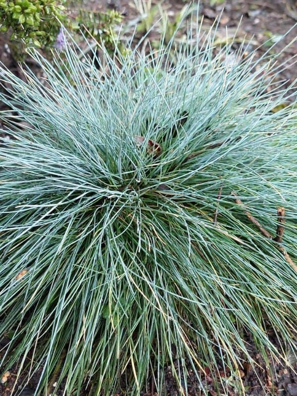 Blue Fescue (Festuca glauca)