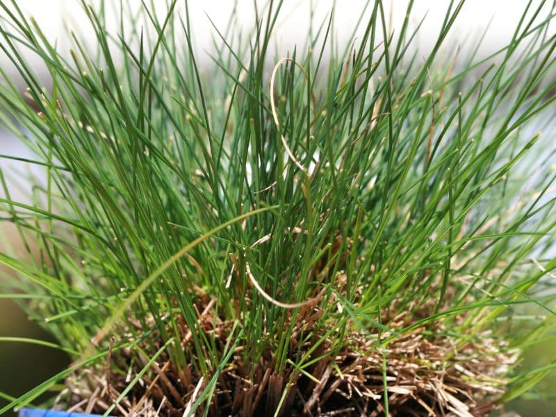 Blue Fescue (Festuca glauca)