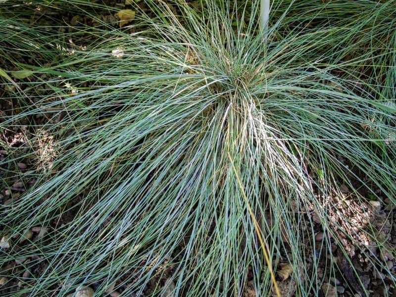 Blue Fescue (Festuca glauca)