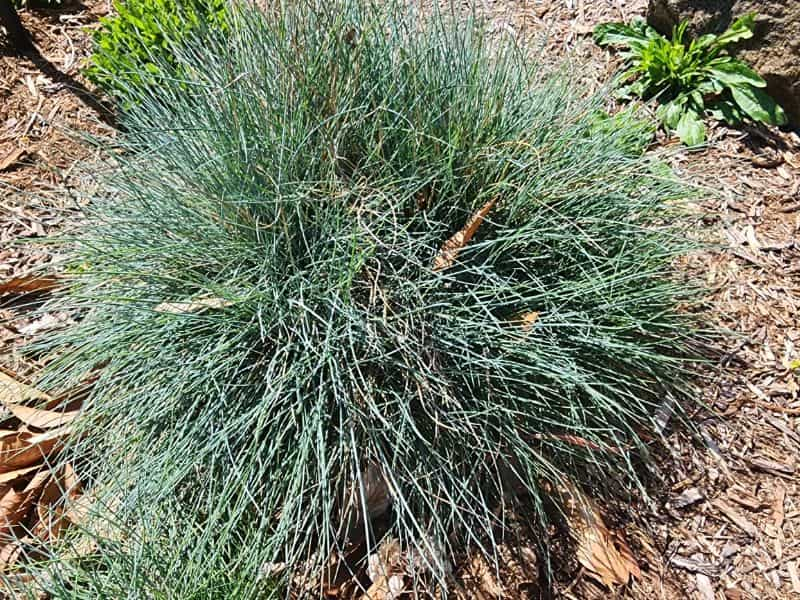 Blue Fescue (Festuca glauca)