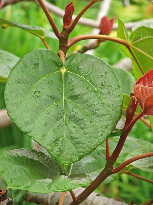 Roxburgh fig (Ficus auriculata)