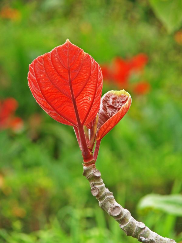 Roxburgh fig (Ficus auriculata)