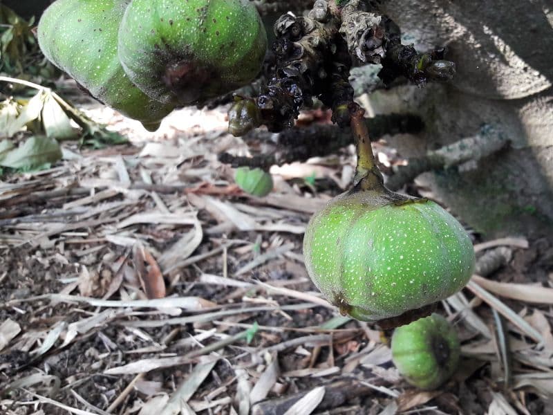 Roxburgh fig (Ficus auriculata)