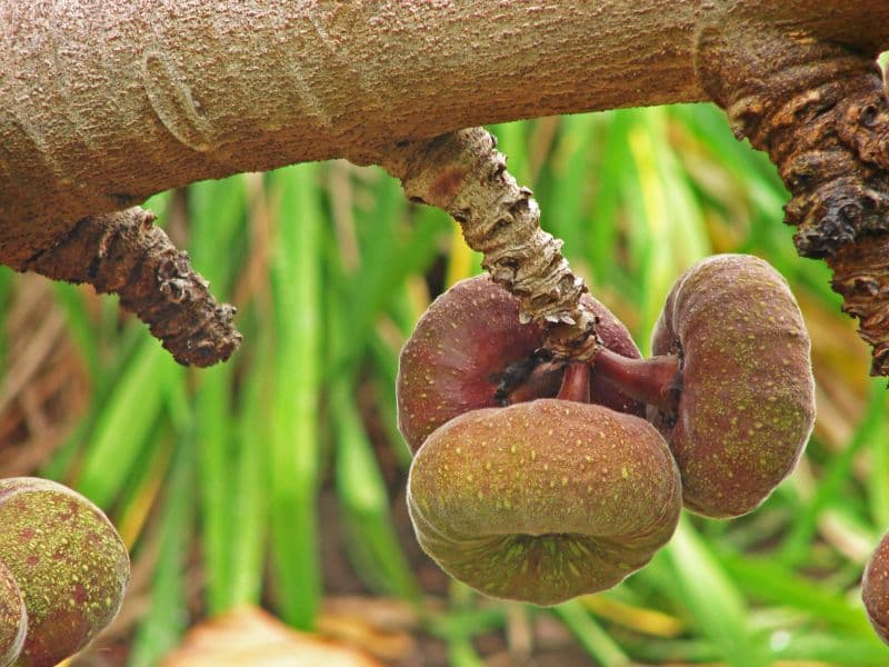 Roxburgh fig (Ficus auriculata)