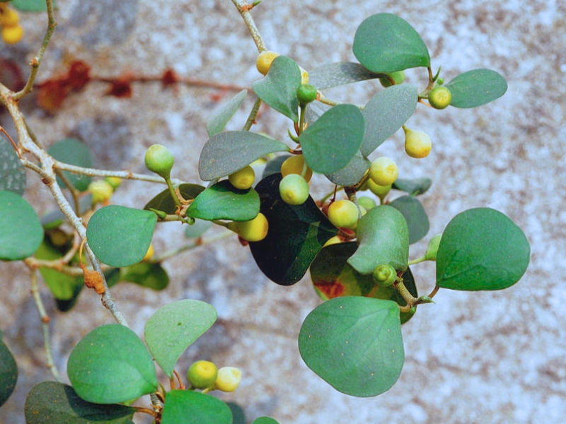 Mistletoe Fig (Ficus deltoidea)