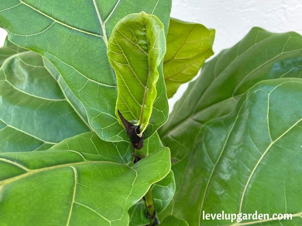 Fiddle-Leaf Fig Tree (Ficus lyrata)