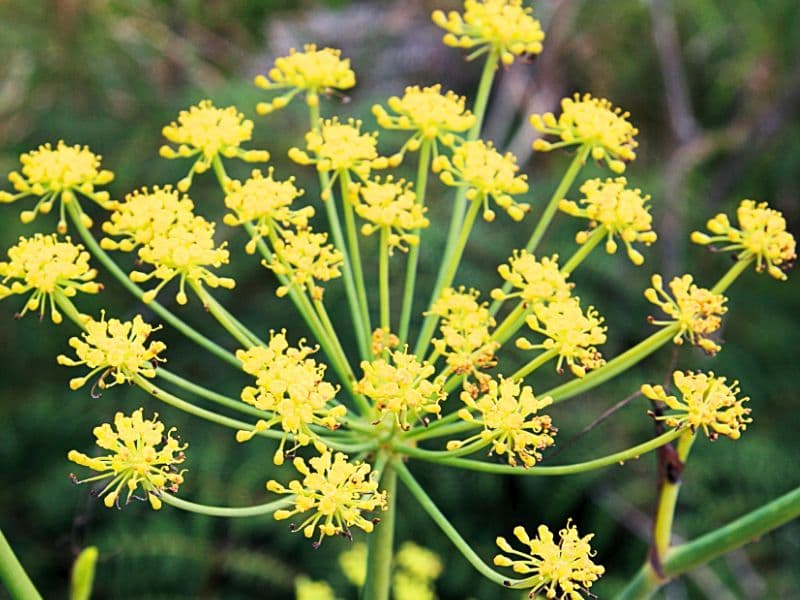 Florence Fennel (Foeniculum vulgare)