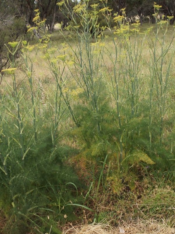 Florence Fennel (Foeniculum vulgare)