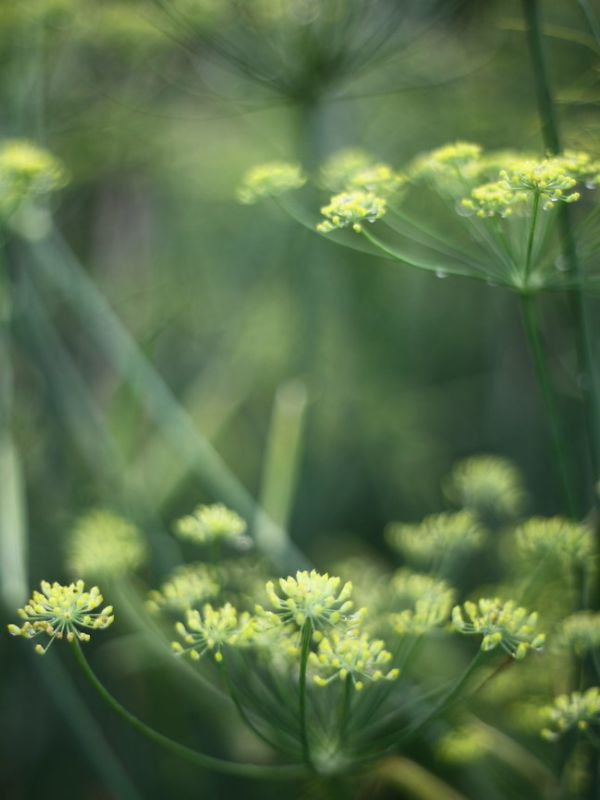 Florence Fennel (Foeniculum vulgare)