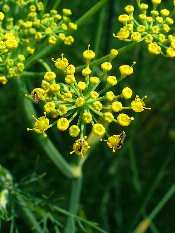 Florence Fennel (Foeniculum vulgare)